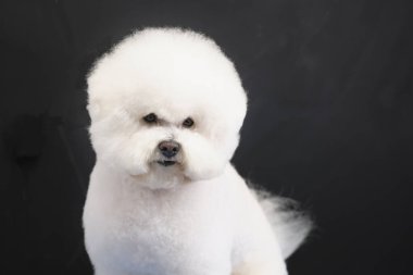 Bichon Frise portresi. Bir köpek kuaföründe saç tıraşı olduktan sonra koyu bir arkaplanda..