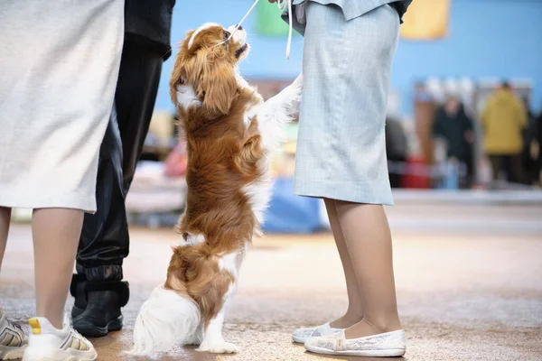 König Charles Spaniel Auf Seinen Hinterbeinen Blickt Zur Herrin Auf — Stockfoto