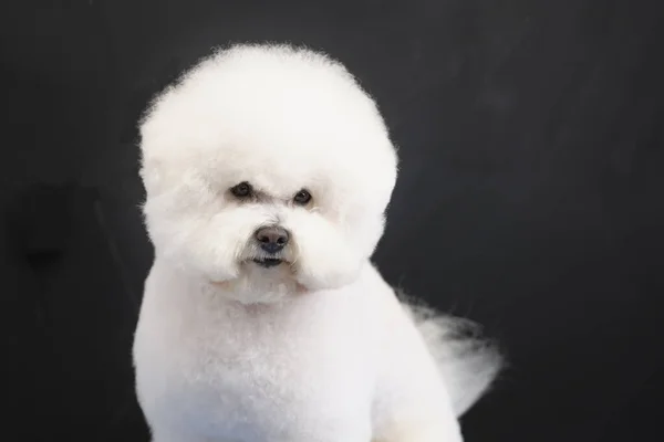 Bichon Frise Portrait Close Dark Background Haircut Dog Salon — Stock Photo, Image