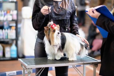 Kunduz Yorkshire Terrier köpeğinin incelemesi. Sergide köpek yetiştiriciliği yapan bir uzman tarafından..