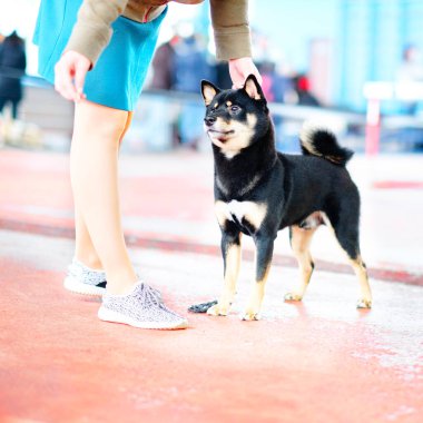 Ahırdaki Shiba Inu köpeği yemeğin idarecinin eline bakıyor.