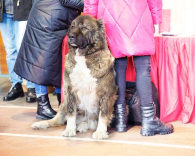 Kabarık Kafkas Çoban köpeği yerde oturuyor.