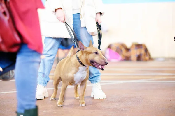 床には闘牛場の展示犬が立っている。 — ストック写真