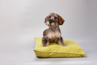 Sarı yastıklı sert bir ceket giyen bir daksund, kuaförü ziyaret ettikten sonra gri bir arkaplanda izole edilir.