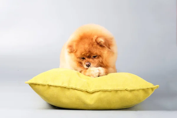 Mignon poméranien aux cheveux roux est couché sur un oreiller jaune — Photo