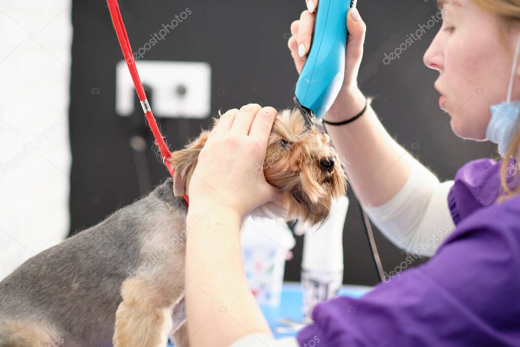 A female groomer cuts a Yorkshire terriers hair with a clipper