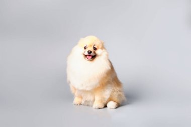 Gri arka plandaki hayvanlar için bir güzellik salonunda tımar edildikten sonra Pomeranian..