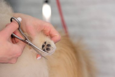 Bir kadın makasla bir Pomeranian 'ın patisini keser..