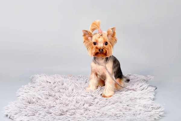 Bir Yorkshire Köpeği Bakımını Yaptıktan Sonra Gri Bir Arka Planda — Stok fotoğraf