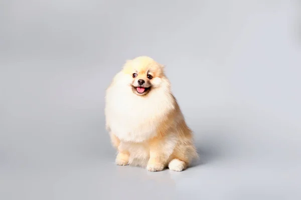 Pomerania Después Del Aseo Salón Belleza Para Animales Sobre Fondo —  Fotos de Stock