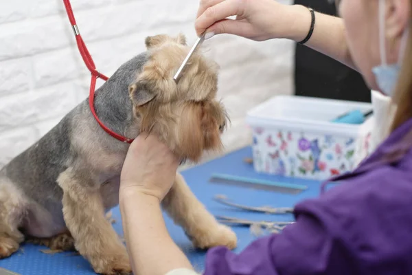Dog haircut specialist combs the hair of Yorkshire Terrier\'s hair on the grooming table .