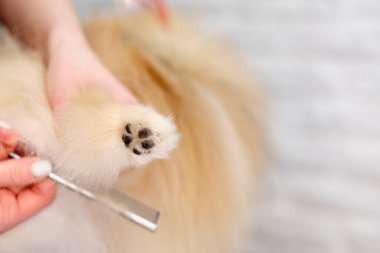 Bir tımarcı bir Pomeranian 'ın patisini makasla keser. Köpek bakımı ve bakımı konsepti..