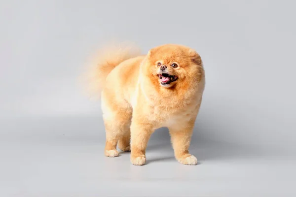 Çekici Safkan Bir Pomeranian Saç Kesimini Cinsiyet Standartlarına Göre Gösterir — Stok fotoğraf