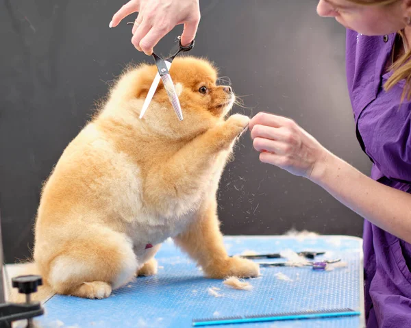 Bir kadın kuaför, sevimli bir Pomeranian 'ın kürkünü kesiyor. İnce yün masaya düşer..