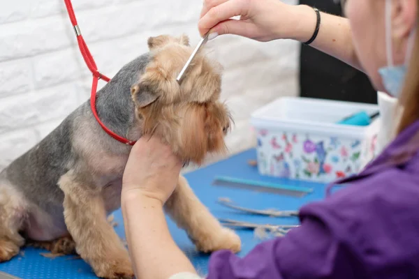 A female groomer combs a Yorkshire terrier on an animal table.