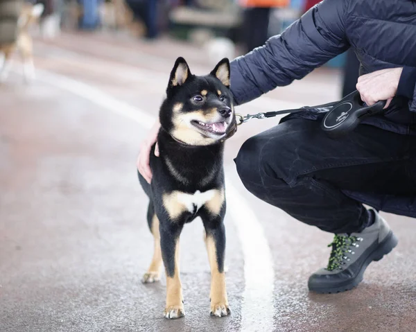 Shiba Inu köpeği bir adamın yanında duruyor..