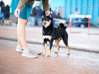 Bir kadın güzel ve mutlu bir Shiba Inu köpeğine ayakta durmayı öğretir..