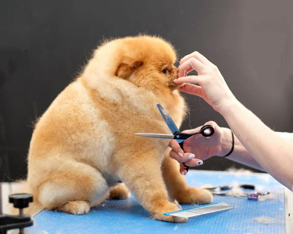 Fixing the muzzle of a Pomeranian dog during a haircut with scissors of the head.