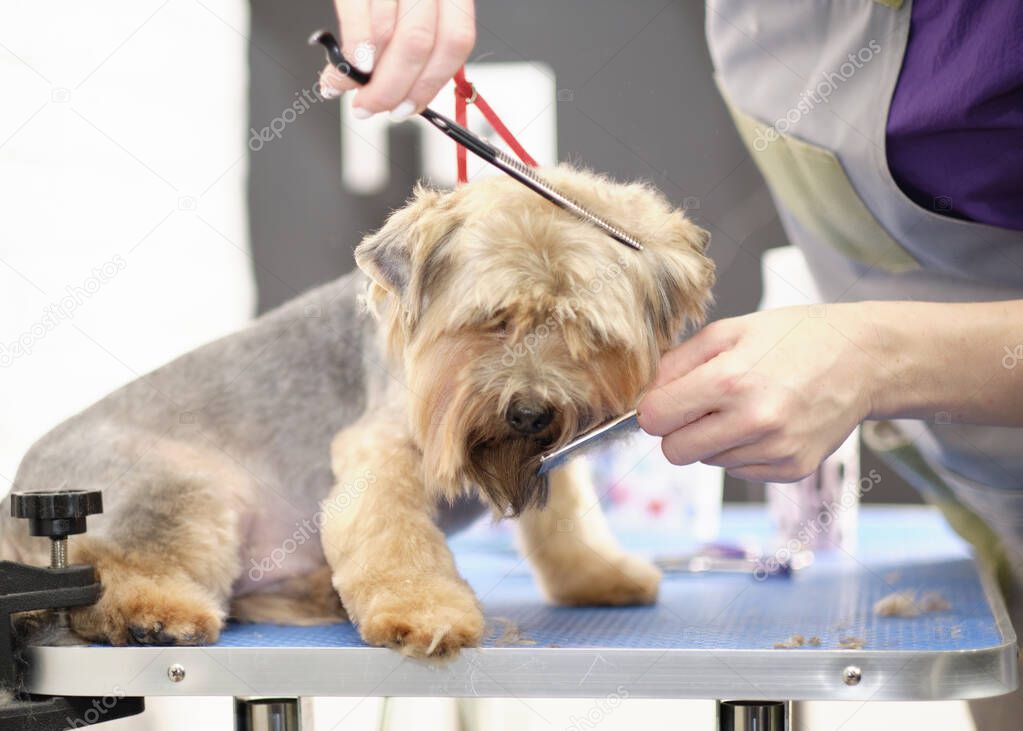 An animal grooming specialist cuts the dog's fur with scissors. Yorkshire Terrier in the dog care salon.