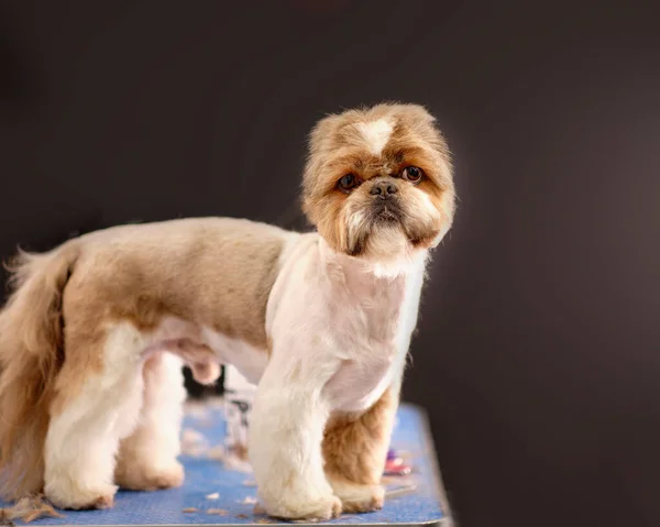 Chien Shih Tzu Tient Sur Une Table Toilettage Qui Pas — Photo