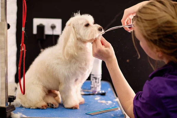 Köpek kuaföründe makasla yün kesen sakin bir köpek..