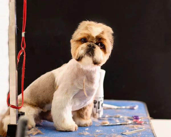 Den Shih Tzu Hunden Sitter Grooming Bord Med Sax Flaska — Stockfoto