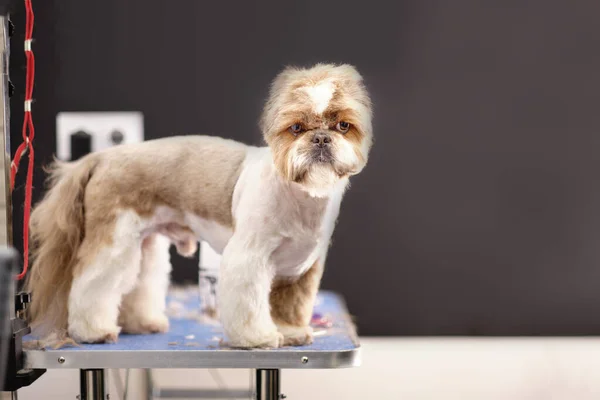 Shih Tzu Hund Står Ett Bord Ett Grooming Rum — Stockfoto