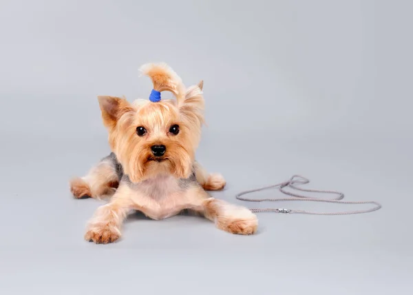 Ein Yorkshire Terrier Mit Blauem Gummiband Für Die Haare Auf — Stockfoto