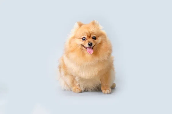 Kırmızı Pomeranya Köpeği Hafif Bir Arka Planda Bir Tımarcıya Gittikten — Stok fotoğraf