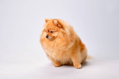Pomeranian oturur ve arka planda ışığa bakar.