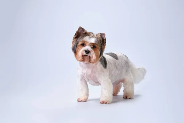 Hond Biewer Yorkshire Terrier Kijkt Camera Met Een Charmante Uitstraling — Stockfoto