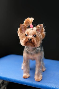 Yorkshire Teriyeri, tıraş masasında saçlarını kestirdikten sonra..