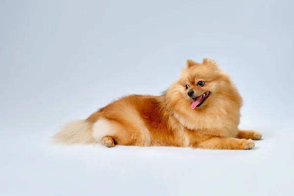 Beautiful Purebred Red Pomeranian Lies Haircut Animal Salon Light Background — Stock Photo, Image
