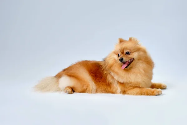 Beautiful Purebred Red Pomeranian Lies Haircut Animal Salon Light Background — Stock Photo, Image