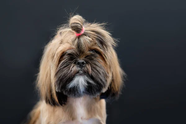 Shih Tzu Hund Porträtt Närbild Med Massor Hår Huvudet Svart — Stockfoto