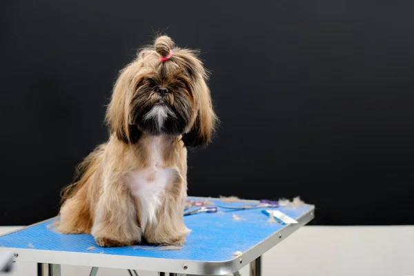 Den Shih Tzu Hunden Sitter Bordet Bredvid Pälsen Grooming Bordet — Stockfoto