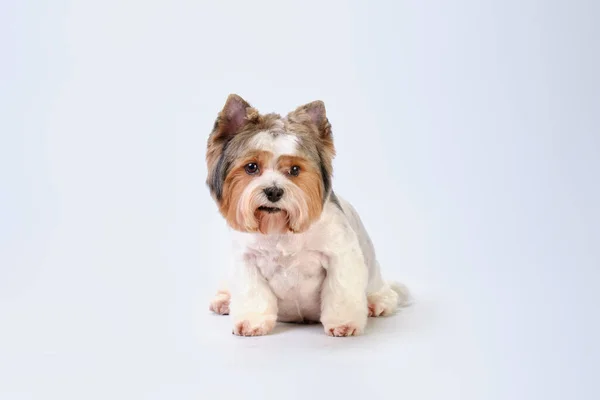 狗Biewer Yorkshire Terrier坐在轻薄的背景上 — 图库照片