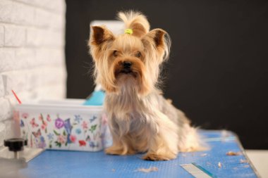 Bir Yorkshire teriyeri bir evcil hayvanı tımar ederken masada oturur..