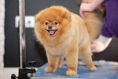 Kuaförde saçlarını kestirirken mutlu pomeranian..