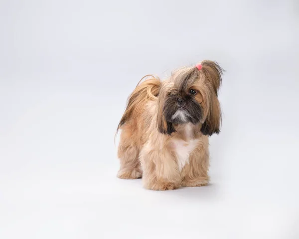 클로즈업을 귀여운 강아지 — 스톡 사진