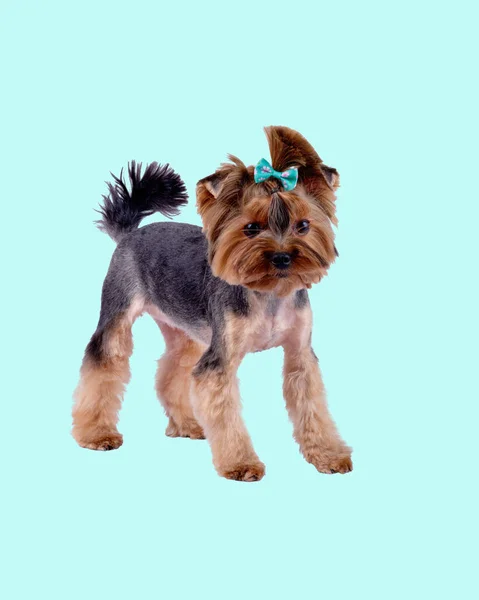 Charming Yorkshire Terrier Haircut Turquoise Background — Stock Photo, Image