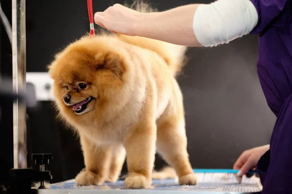 Vacker Renrasig Röd Pommerska Bordet Grooming Salongen — Stockfoto