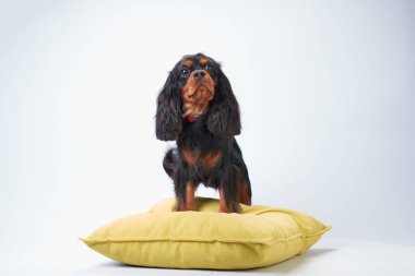 Büyüleyici süvari köpeği Kral Charles sarı yastıkta oturuyor..