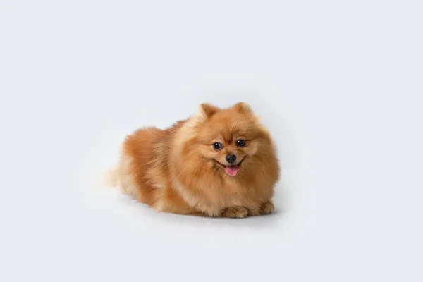 Μια Γερμανική Pomeranian Βρίσκεται Ένα Ελαφρύ Φόντο Φωτογράφηση Στο Στούντιο — Φωτογραφία Αρχείου