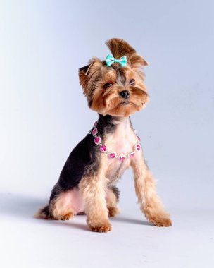 Yorkshire Teriyeri 'nin boynunda bir kolye ve kafasında bir kelebek vardı..