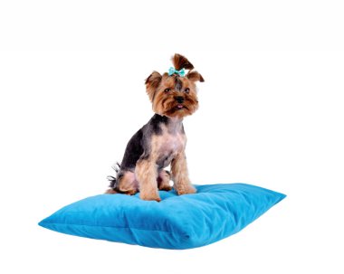 Yorkshire Teriyeri yastığı tımar ettikten sonra. Beyazı izole et.