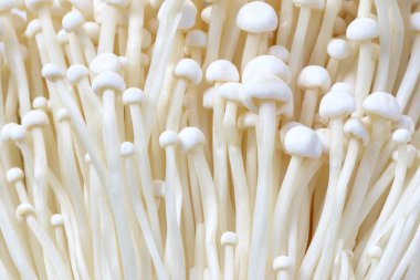 Mantar, bir grup altın iğne mantarı.