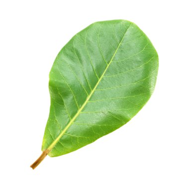 Beyaz arkaplanda yeşil yaprak izole