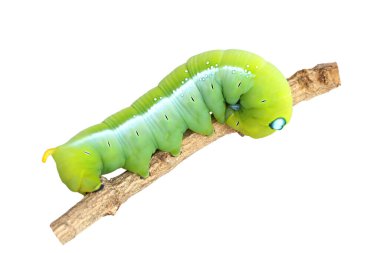 Beyaz arka planda izole edilmiş tırtıllar ya da kelebek solucanları.