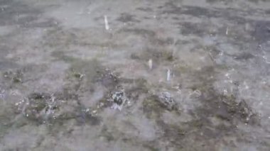 Mevsimlik sağanak yağış, yakın çekim 4K video, 30 fps, yere yağmur, kamera ile çekilmiş..